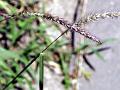 Himalayan Fountain Grass